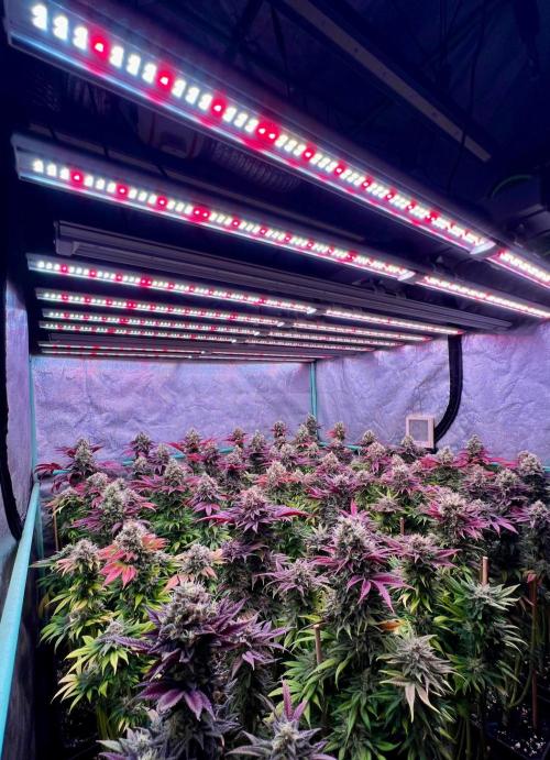Gold Bar Kush. Week 10