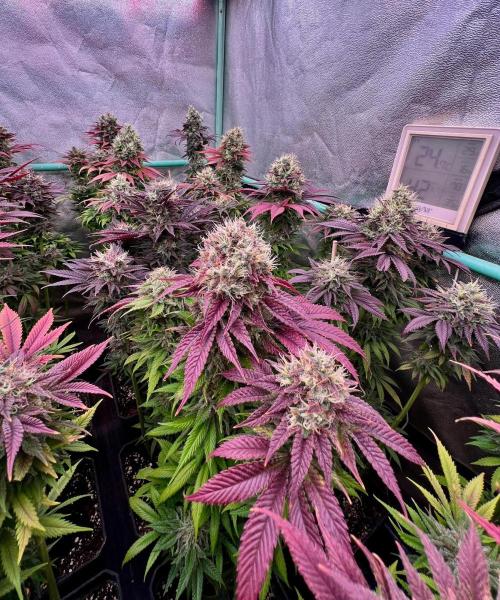 Gold Bar Kush. Week 10