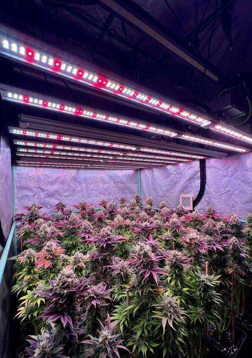 Gold Bar Kush. Week 10