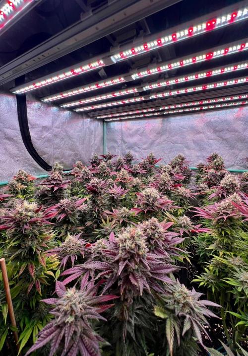 Gold Bar Kush. Week 10