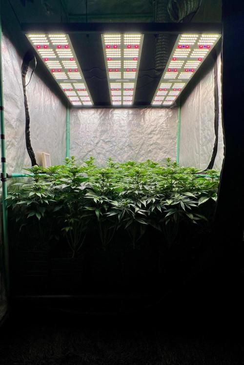 Mint Runtz. Week 5