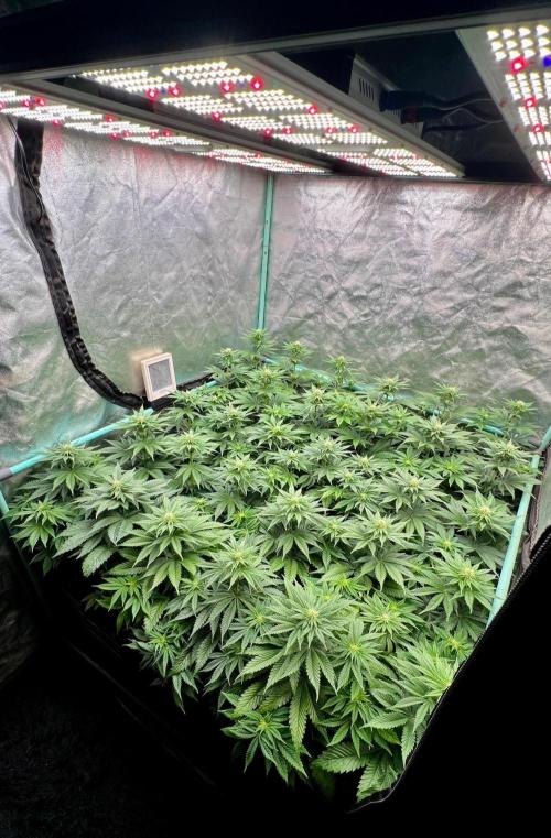 Mint Runtz. Week 5
