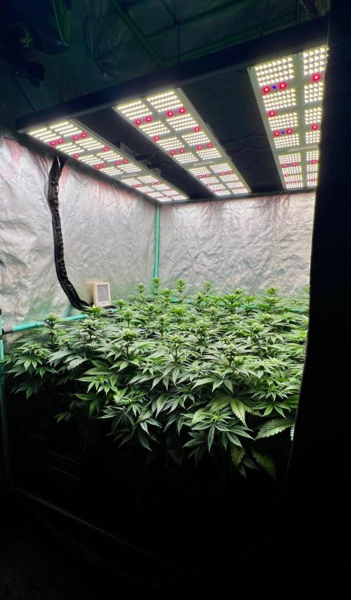 Mint Runtz. Week 5