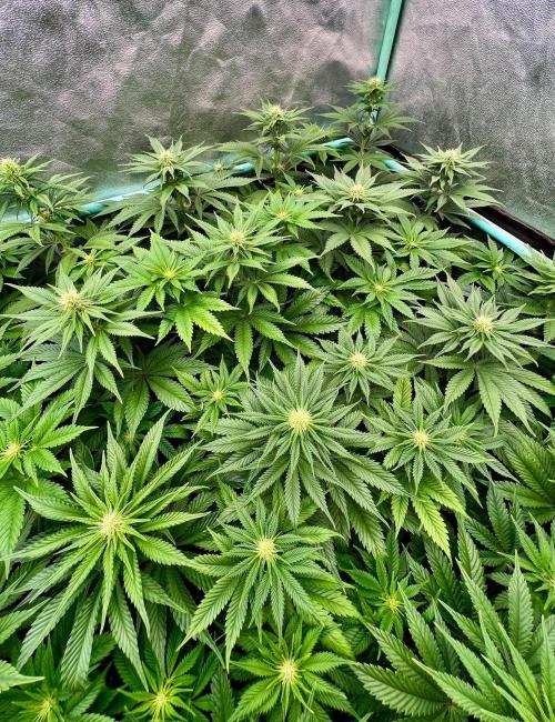 Mint Runtz. Week 5