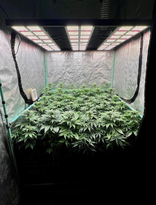 Mint Runtz. Week 5