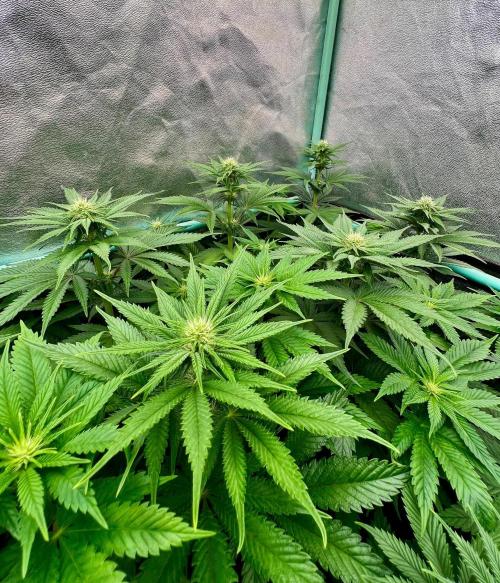 Mint Runtz. Week 5