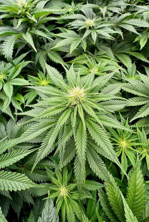 Mint Runtz. Week 5