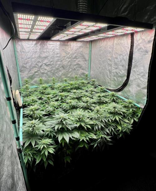 Mint Runtz. Week 5