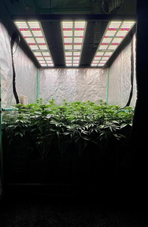 Mint Runtz. Week 5