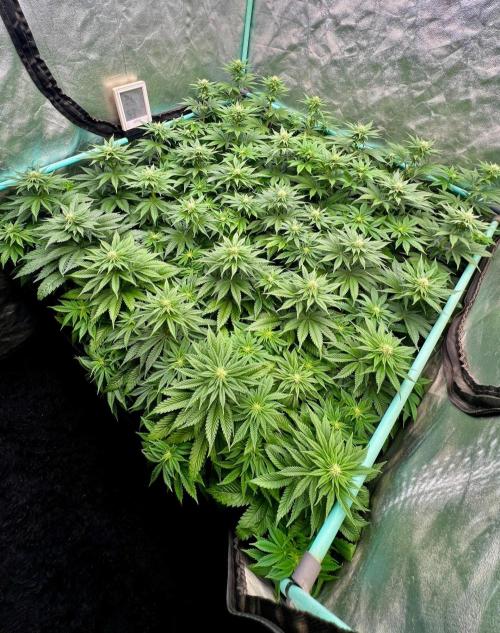 Mint Runtz. Week 5