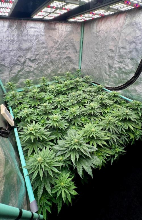 Mint Runtz. Week 5
