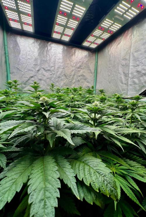 Mint Runtz. Week 5