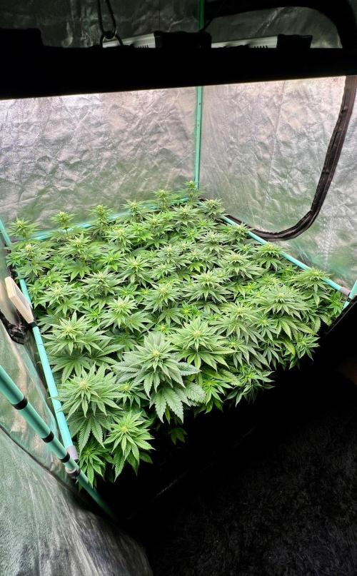 Mint Runtz. Week 5