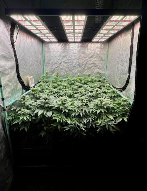 Mint Runtz. Week 5