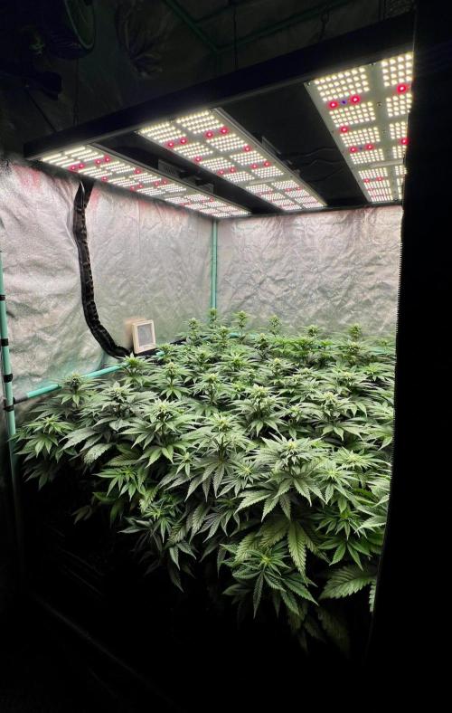 Mint Runtz. Week 5