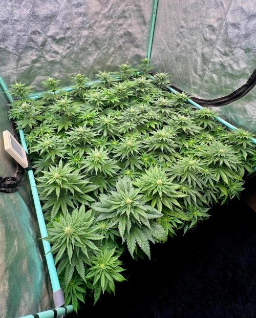 Mint Runtz. Week 5