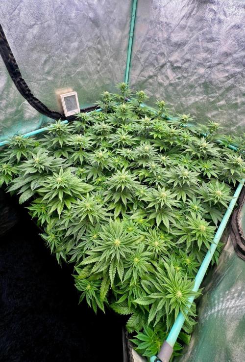 Mint Runtz. Week 5