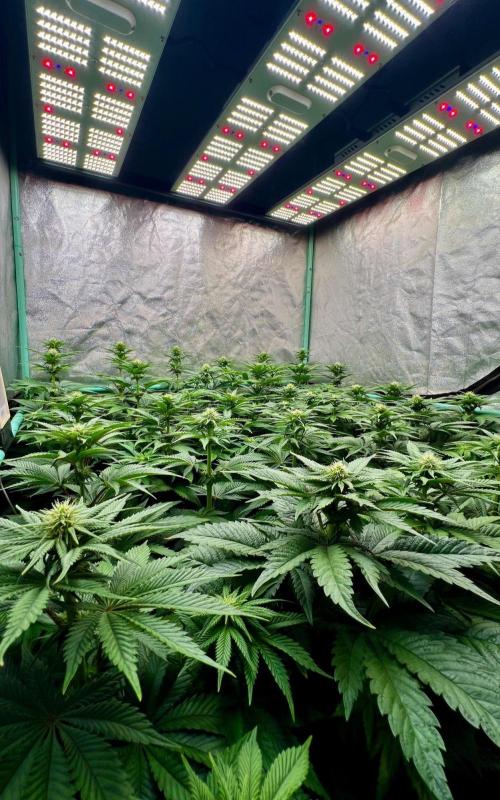 Mint Runtz. Week 5