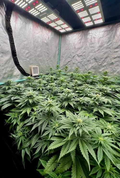 Mint Runtz. Week 5