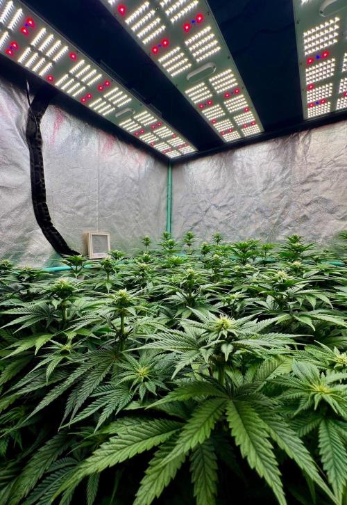 Mint Runtz. Week 5