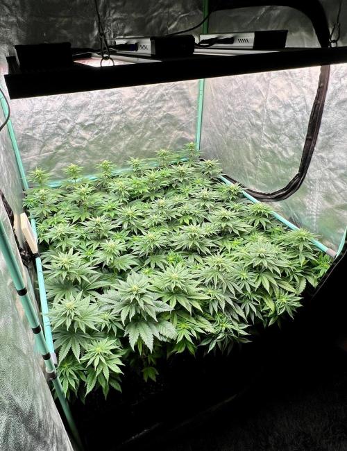 Mint Runtz. Week 5