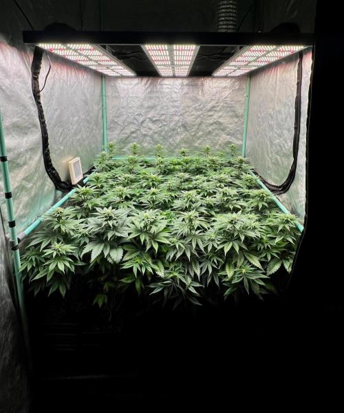 Mint Runtz. Week 5