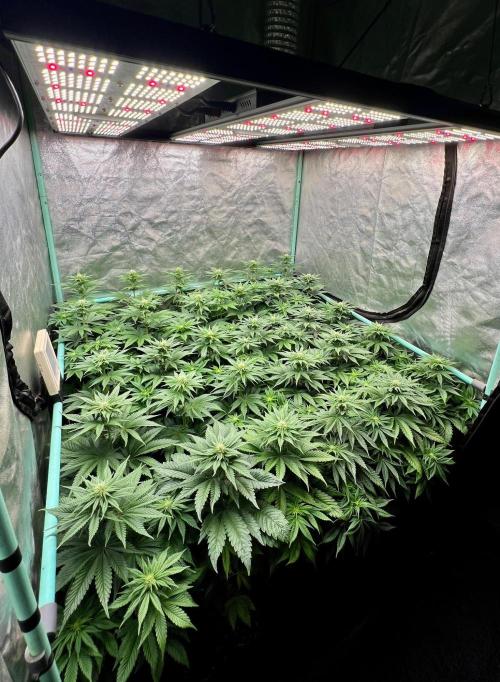 Mint Runtz. Week 5