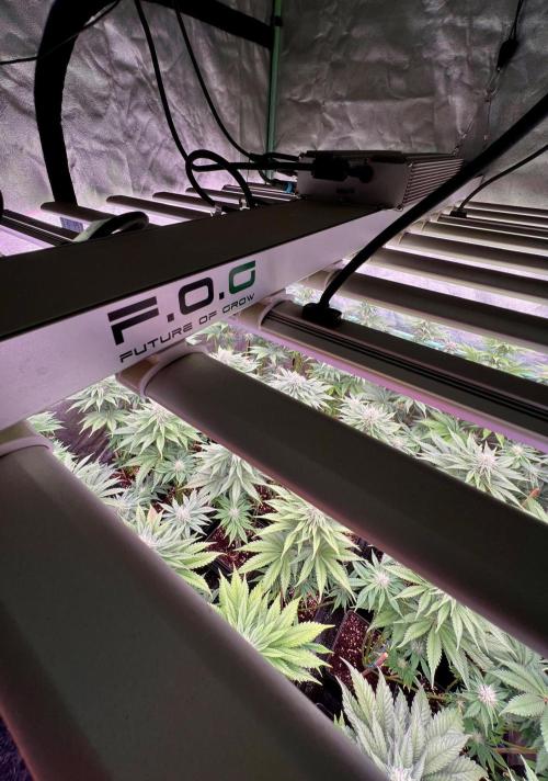 Mint Runtz. Week 6