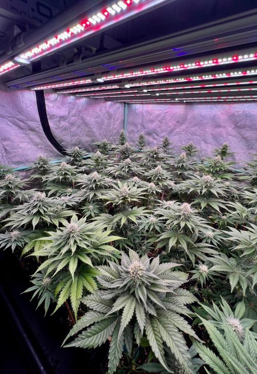 Mint Runtz. Week 6