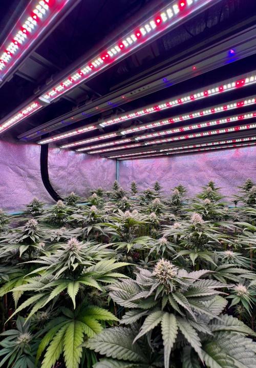 Mint Runtz. Week 6