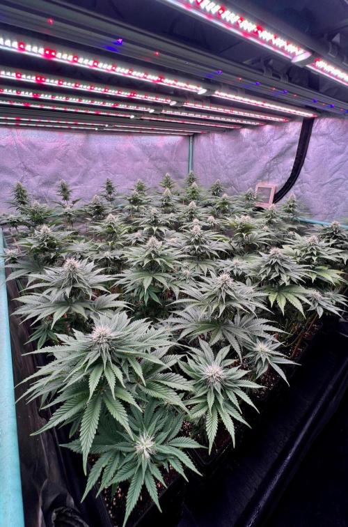 Mint Runtz. Week 6
