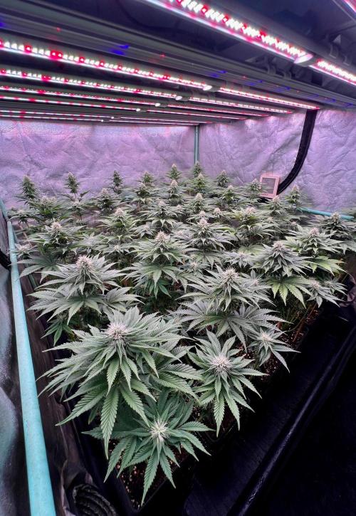 Mint Runtz. Week 6