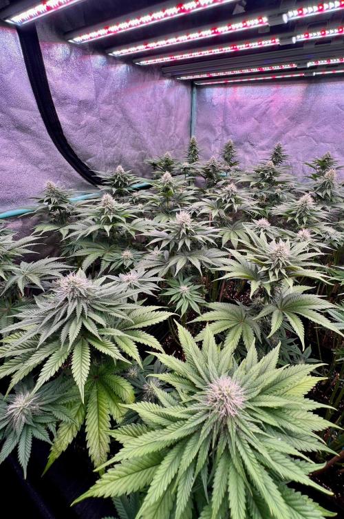 Mint Runtz. Week 6
