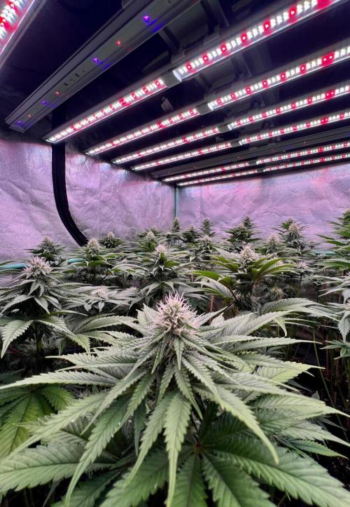 Mint Runtz. Week 6