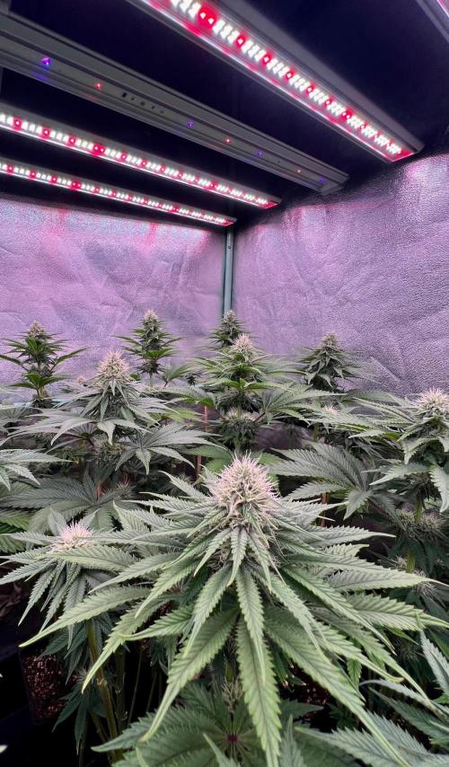 Mint Runtz. Week 6