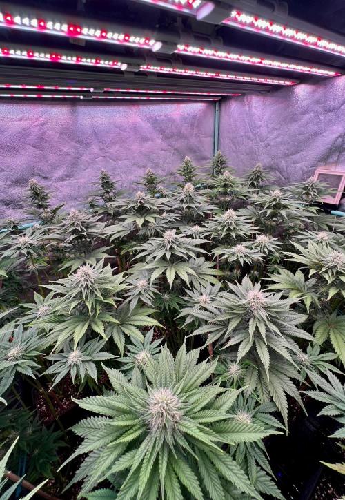 Mint Runtz. Week 6