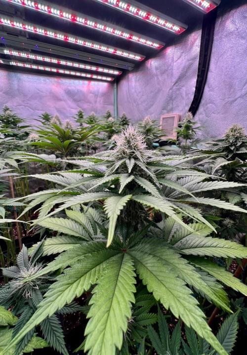 Mint Runtz. Week 6