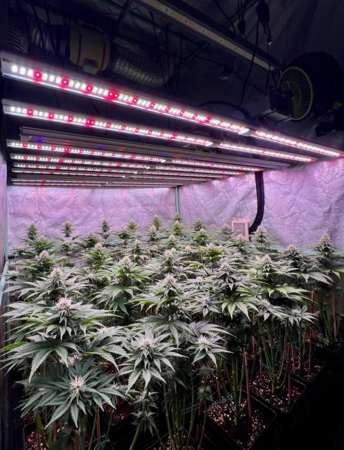 Mint Runtz. Week 6