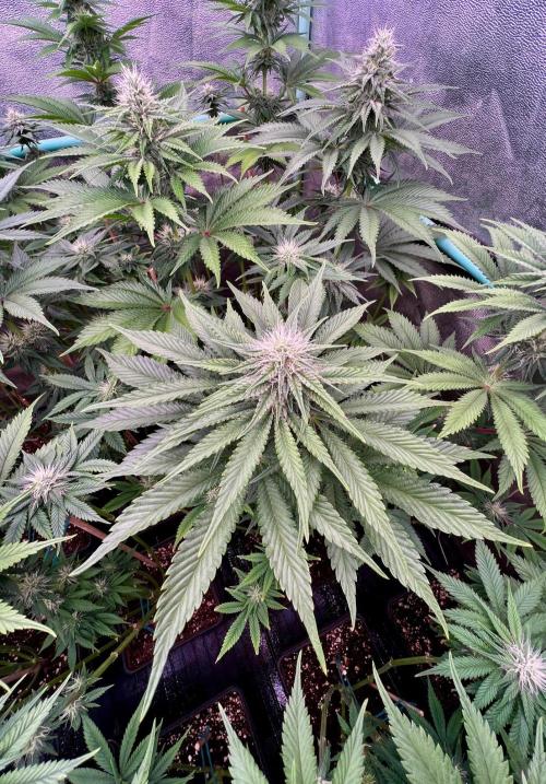 Mint Runtz. Week 6