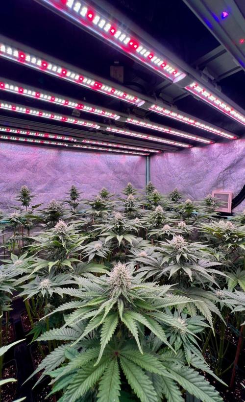 Mint Runtz. Week 6