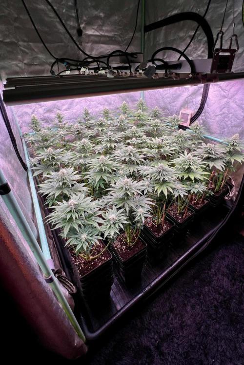 Mint Runtz. Week 6