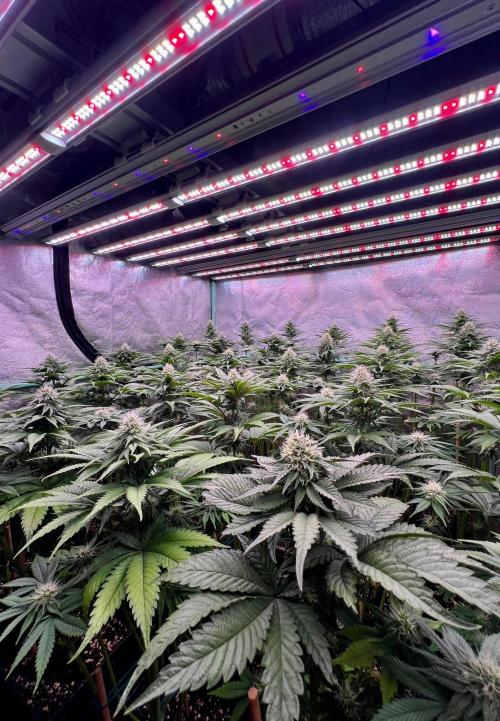 Mint Runtz. Week 6