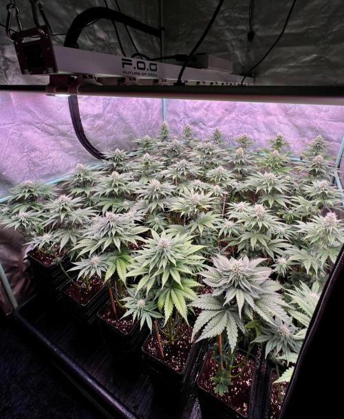 Mint Runtz. Week 6