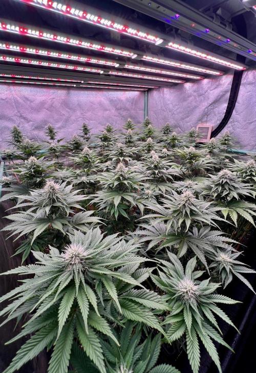 Mint Runtz. Week 6