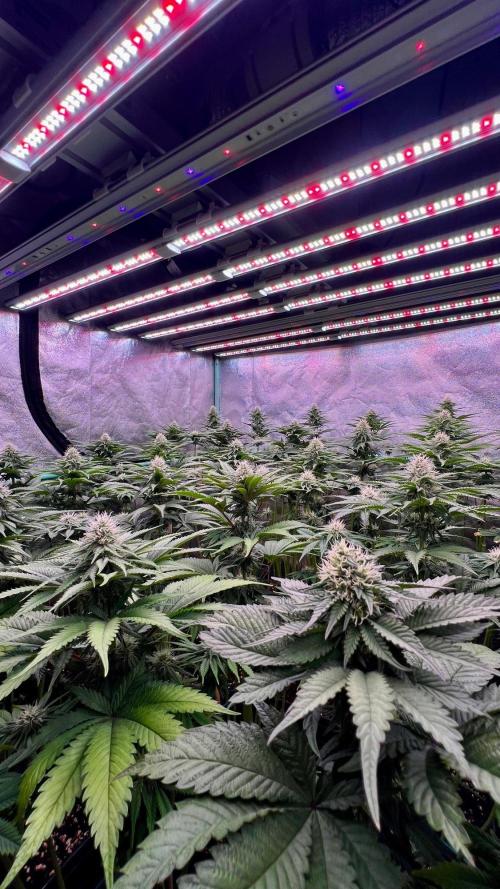 Mint Runtz. Week 6