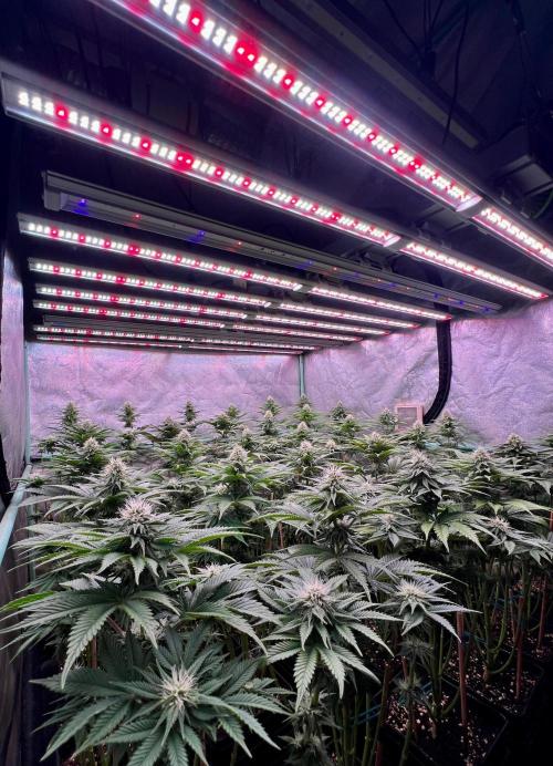 Mint Runtz. Week 6