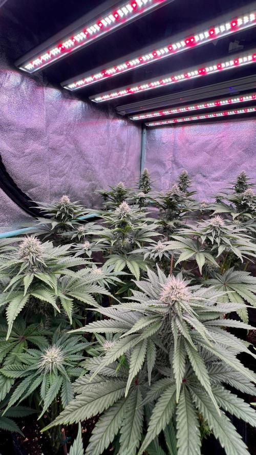 Mint Runtz. Week 6
