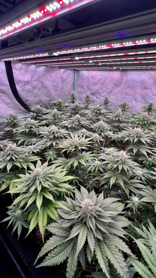 Mint Runtz. Week 6