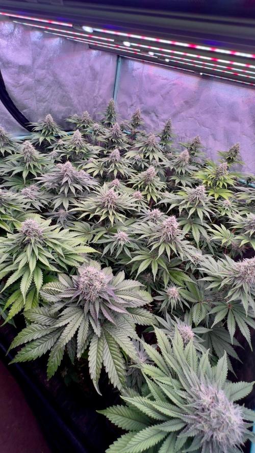 Mint Runtz. Week 7