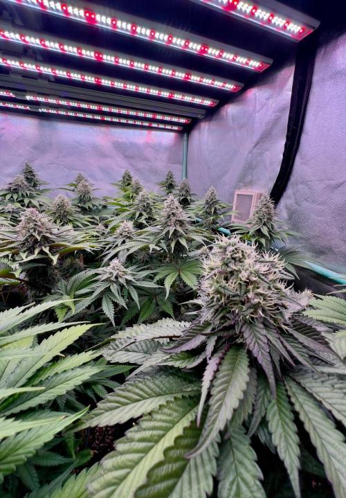 Mint Runtz. Week 7
